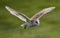 Kerkuil, Barn Owl,Tyto alba