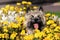 kern terrier among yellow flowers portrait