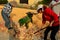 Kernel Extraction from Ears of Maize, Chinese Working Village Commune, near Jinan, Shandong, China