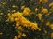 Kerria japonica, also known as miracle marigold bush