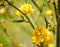 Kerria japonica. Beautiful yellow flower. Spring blossom yellow flowers