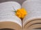 Kerria japonica blossom in an open book