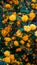 Kerria japonica, flower on a bush, yellow color