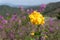 Kerria japonica, the golden yellow flower blooms on the hillside in Hwangmaesan Country Park