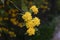 Kerria japonica, Plenifolia, Jews Mantle full bloom shrub. Branch with yellow, orange flowers on dark background. Close up. Asian