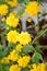 The kerriya Japanese terry blossoms Kerria japonica DC