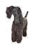 Kerry Blue terrier