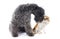 Kerry blue terrier and chihuahua