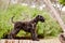 Kerry blue terrier puppy stacking