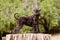 Kerry blue terrier puppy standing