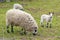 Kerry Hill sheep, is a breed of domestic sheep originating in the county of Powys in Wales