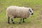 Kerry Hill sheep, is a breed of domestic sheep originating in the county of Powys in Wales
