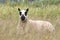 Kerry Hill sheep in a meadow