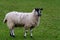 Kerry Hill Sheep Portrait