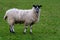 Kerry Hill Sheep Portrait