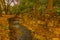 Kesalon Stream with trees, and foliage, En Hemed National Park