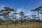 Kesiya pine forest in blue sky and sunny day.