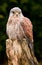 Kestral resting close up