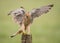 Kestrel bird landing on post