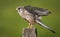 Kestrel bird on post