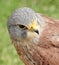 kestrel bird of prey head