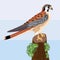 Kestrel bird vector