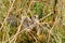 Kestrel (Falco tinnunculus) amongst reeds on ground