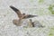 Kestrel, falco tinnunculus, bird of prey fighting