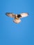 Kestrel - Falco tinnunculus - I`m coming to get you