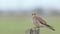 A Kestrel, Falco tinnunculus, perching on a wooden fence post on a windy day.