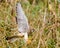 Kestrel (Falco tinnunculus) taking flight from reeds on ground