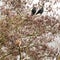 Kestrel Falco tinnunculus in tree with jackdaws Corvus monedu
