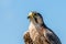 Kestrel falcon on blue background