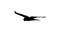 kestrel falcon peregrine buzzard harrier hawk kite eagle bird, eps vector silhouette 