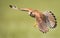 Kestrel in flight