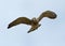 Kestrel in flight (Falco tinnunculus)