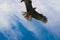 Kestrel flying in australia