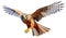 A kestrel flying in the sky on white background - AI generated