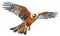 A kestrel flying in the sky on white background - AI generated