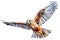 A kestrel flying in the sky on white background - AI generated