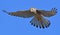 Kestrel hawk flying in the blue sky