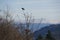 Kestrel Hawk in Oregon