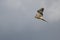 Kestrel hovering over a field near East Grinstead looking for prey