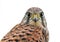 Kestrel, juvenile, face to face