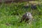 Kestrel, juvenile, on the ground