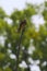 Kestrel Perched on Tall Branch