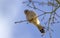 Kestrel perched in a tree