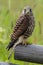 Kestrel perching on the edge