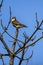 Kestrel perching on tree branch