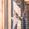 Kestrel perching on wood